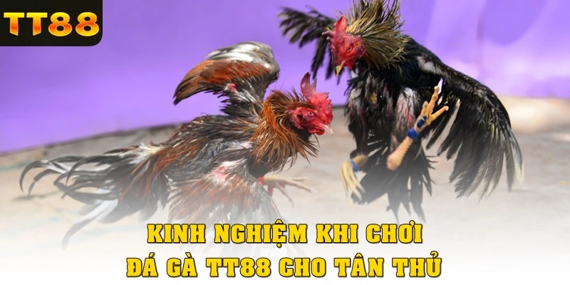 Kinh nghiệm khi chơi đá gà TT88 cho tân thủ